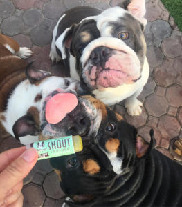Three bulldogs with Snout Soother stick.