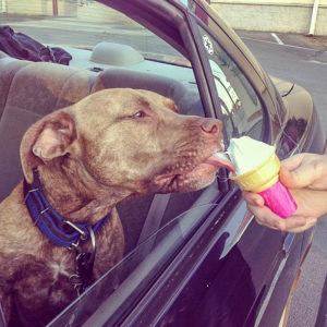Pit bull licking an ice cream cone
