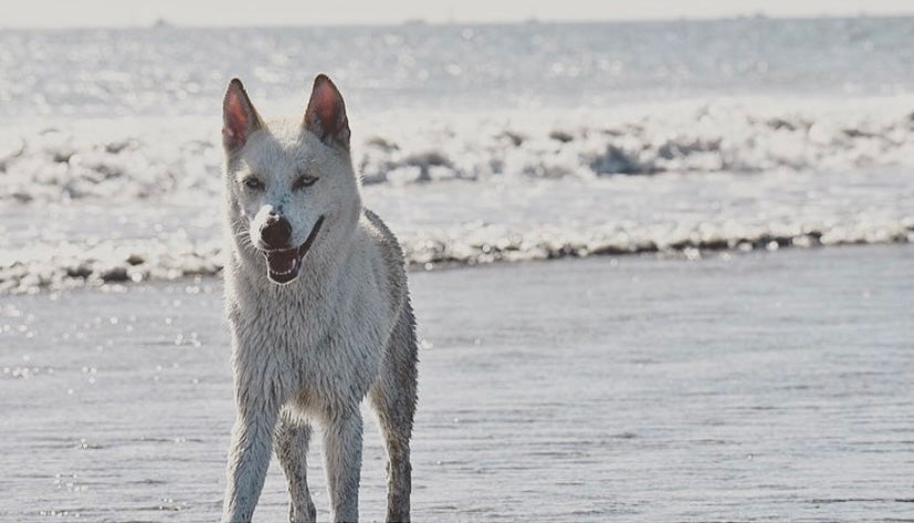 Husky dog playing on beach