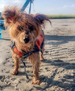 Yorkie enjoys the beach wearing a life jacket