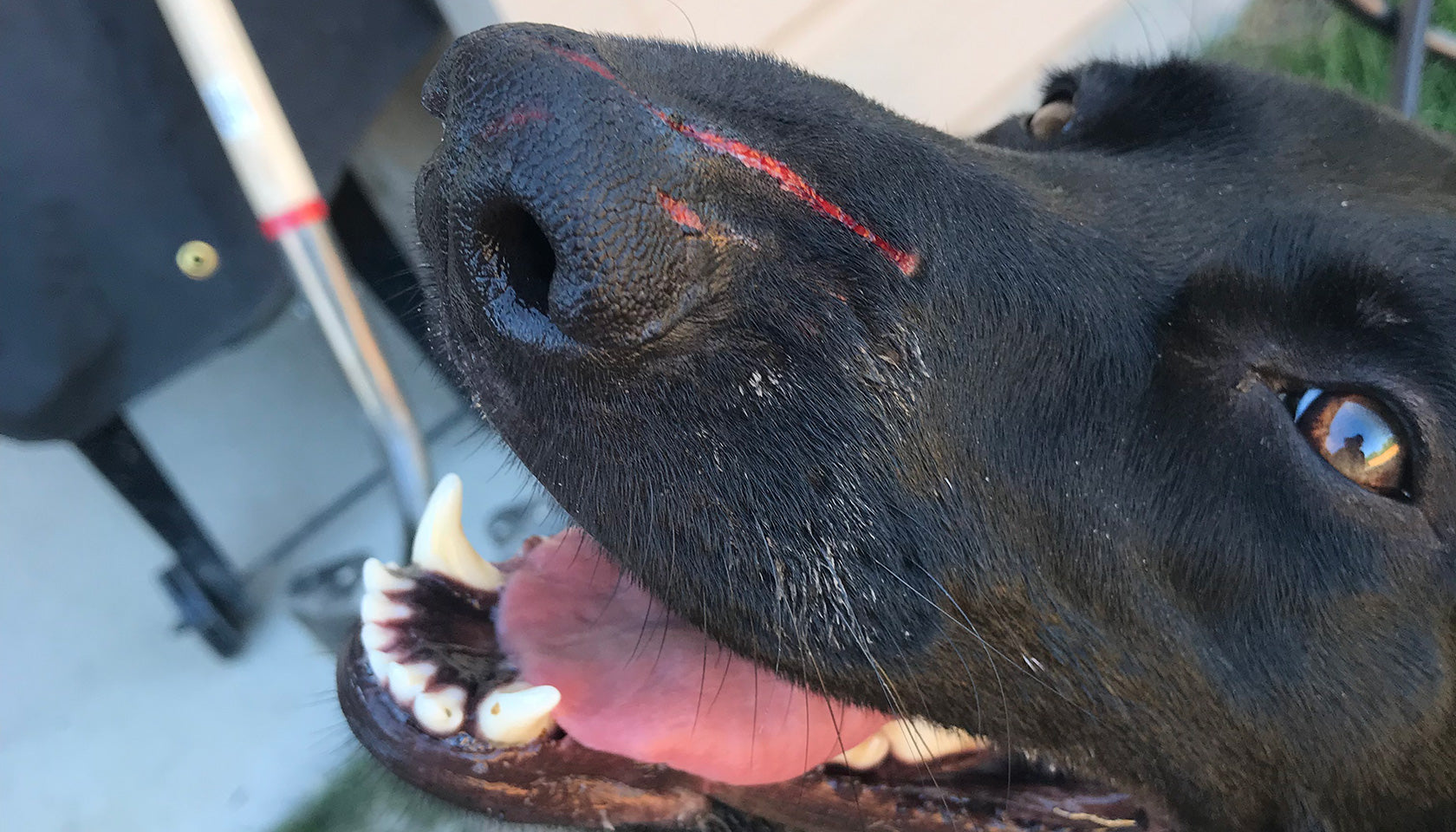 Dog nose with deep red scratches