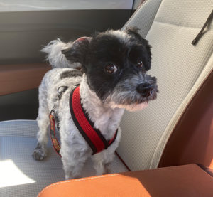 Dog looking anxious in car