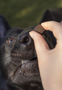 Dog sniffing calming chew excitedly