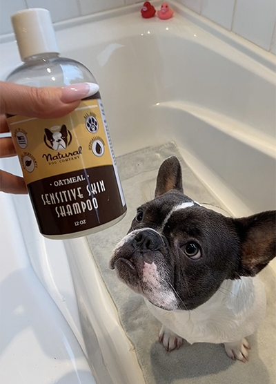 boston terrier with sensitive shampoo
