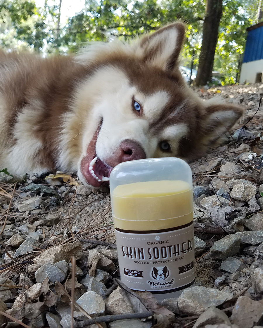 Husky relaxing on gravel near stick of Skin Soother