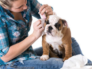 dog grooming - bulldog getting ears cleaned by woman
