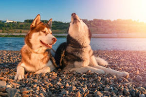 Two cute husky dogs howl raising their muzzles up.