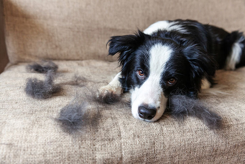 collie with shedding fur on couch