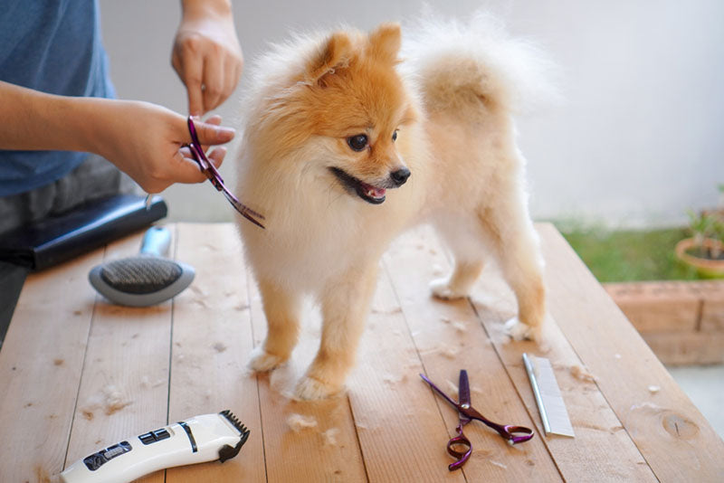 groomer cutting pomeranian fur
