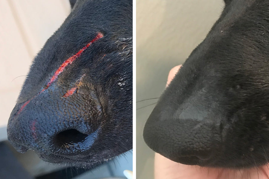 Collage showing dog's nose with open wound and healed by Skin Soother